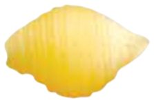 Shells 18mm, die 225